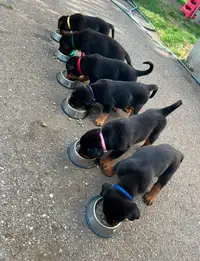 Rottweiler Puppies- only 1 female left