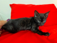 Melanistic Purebred Bengal Kittens