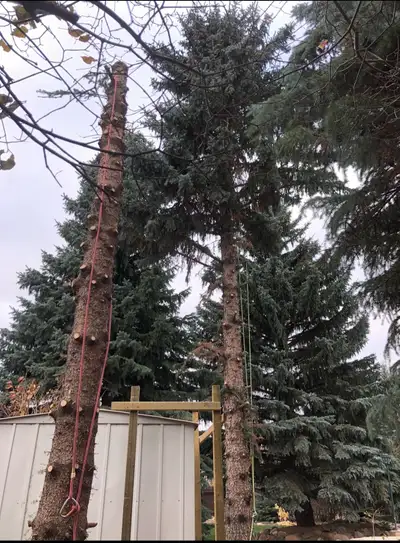 Bur Oak Tree Service: Call now for free quotes in Saskatoon, View more