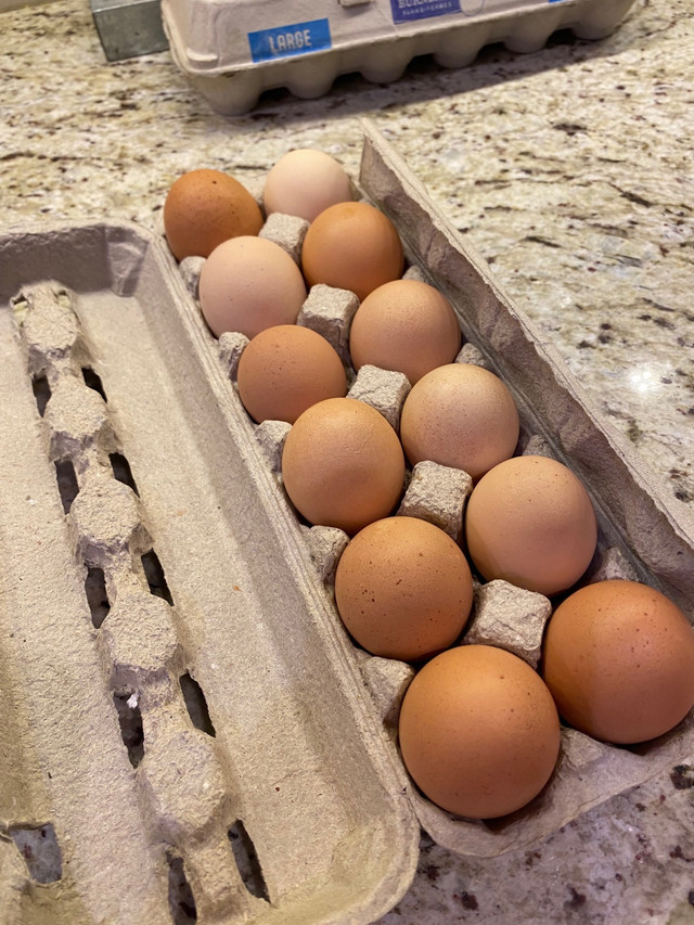 Eggs available  in Livestock in London
