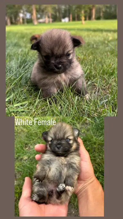 Pomeranian puppies !, View more