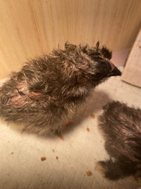 New born chicks 