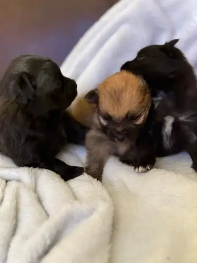 Puppies They are still very young and won’t be ready for their forever home until they are 8 weeks o...
