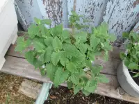 2 pots of catnip plants (on choice)