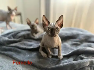 Chaton SPHYNX , View more