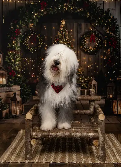 CKC Reg’d Old English Sheepdog puppies!!, View more