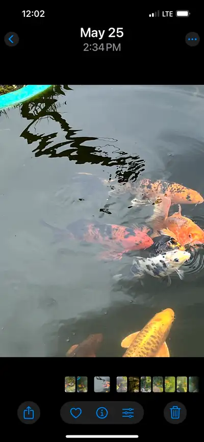 Koi Fish Large, View more