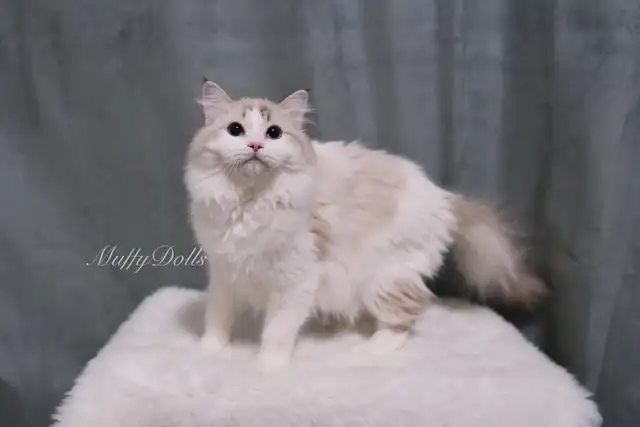 Purebred Ragdoll Kittens Looking For New Home in Cats & Kittens for Rehoming in City of Toronto - Image 10