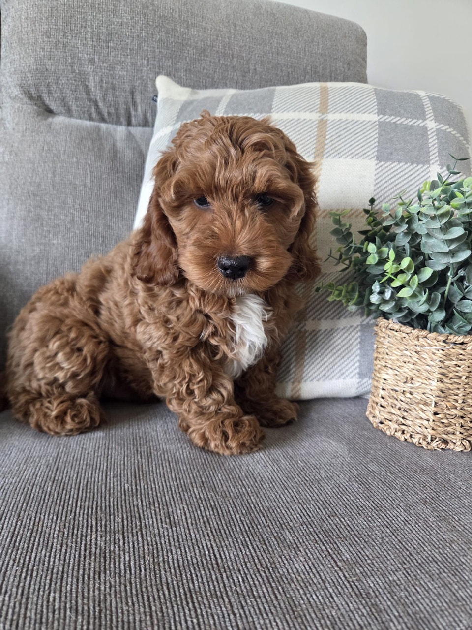 Gorgeous miniature Red cockapoo puppies | Dogs & Puppies for Rehoming ...