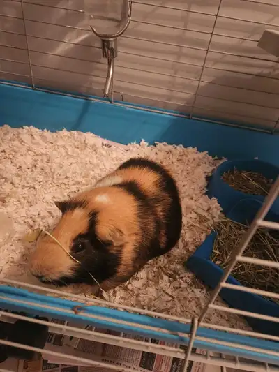 Free guineapig, View more