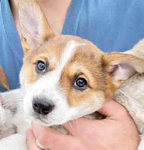 cowboy corgis in Dogs & Puppies for Rehoming in Vernon - Image 3