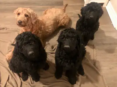 Goldendoodle Puppies - 2 black males available, View more
