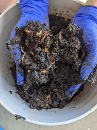 Red wiggler Vermicompost worms