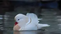 White Mandarin Ducklings