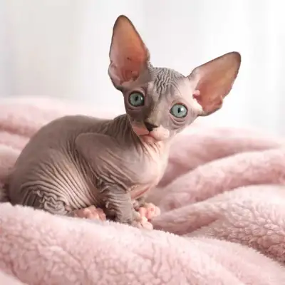 3 chaton 2 elf et 1 régulier les 3 dernier, View more