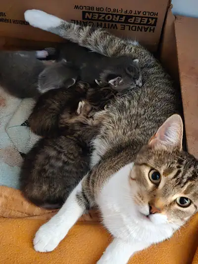 Je suis à la recherche d’une famille qui pourrait accueillir ma chatte de 3 ans, car je déménage le...