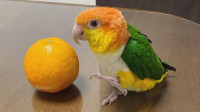 Last cuddly baby White Belly Caique