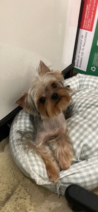 9 months old male yorkie