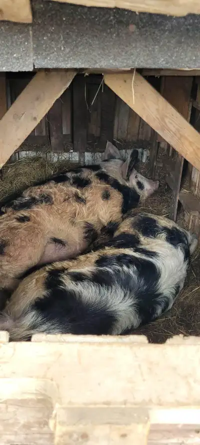 10 month old boars, View more