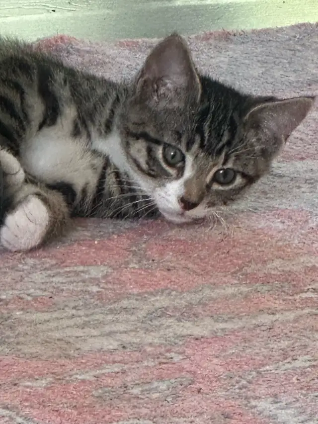 Hunter “ 10 weeks old kitten in Animal & Pet Services in North Shore - Image 10