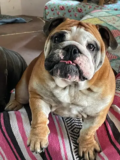 English bulldog female, View more