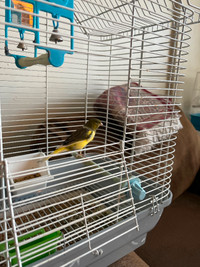 A healthy singing Canary