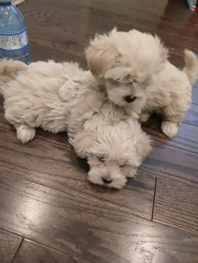 Very Cute Shih tzu mix ready to go to a new home!, View more