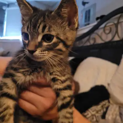 Two 9 week old tabby kittens , View more