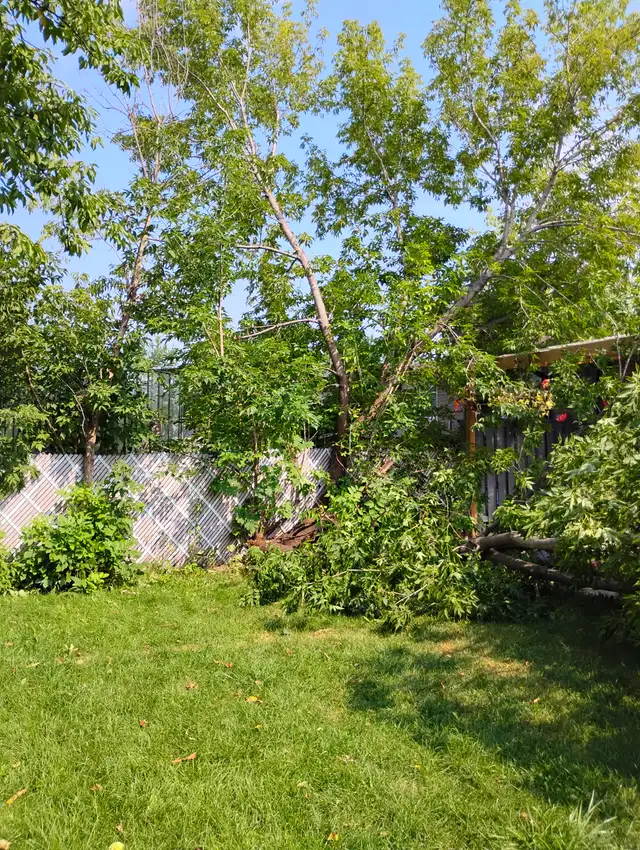 Tree Removal services Branch Trimming # 6475143001 in Lawn, Tree Maintenance & Eavestrough in Mississauga / Peel Region - Image 8
