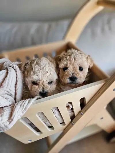 Adorable F1B Pekapoo Puppies!!!, View more