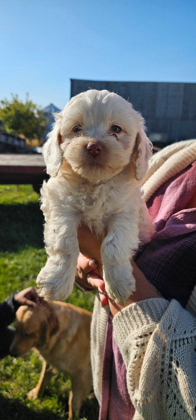 This is the week! Cockapoo pups ready for you | Dogs & Puppies for ...