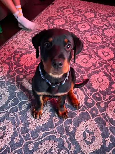 Adorable 3 months old Rottweiler puppy for sale., View more