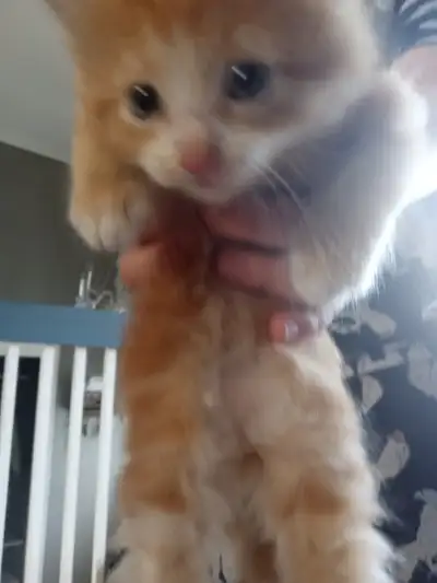 Chatons près a partir. Tel: 514-713-7859