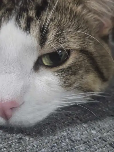 Siberian x bengal Mix Tom cat, View more
