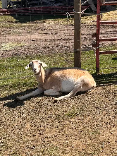 This is June. She is a 2 year old meat mix doe. She had her first kid last spring, no complications,...