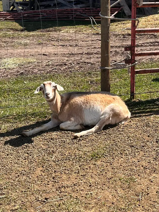 Nanny Goat For Sale in Livestock in Vanderhoof - Image 2