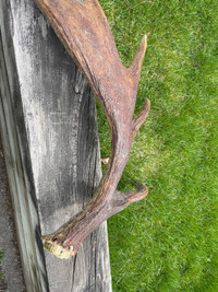 Moose antler, singled shed
