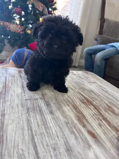 Pomeranian / Shih-Poo puppies, View more