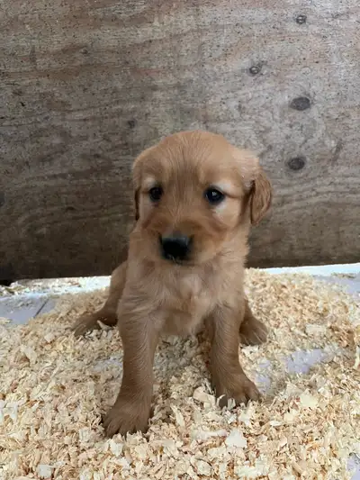 golden retriever puppies, View more