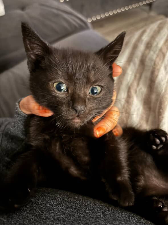 kitten snowshoe x calico breed in Cats & Kittens for Rehoming in City of Toronto - Image 2