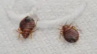 Bed bug treatment - 2 visits
