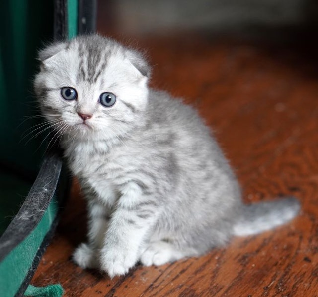 TICA Purebred Scottish Fold/Straight kittensregistered cattery Cats