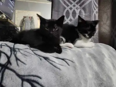 2   kittens, View more