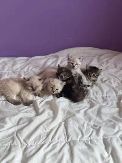 Chatons à vendre en très bonne santé, affectueux et propre vont à la litière mange très bien le mang...