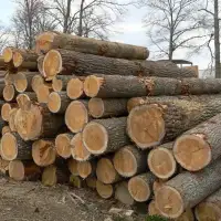 ISO pine logs