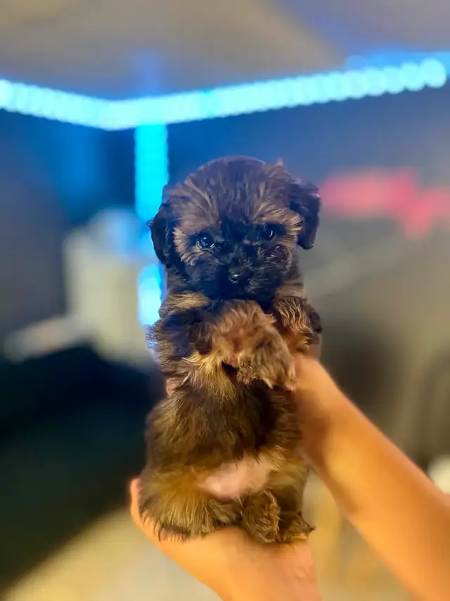 Adorable Female Tiny ✨ Toy ✨ Shihpoo Puppies in Dogs & Puppies for Rehoming in City of Toronto - Image 7