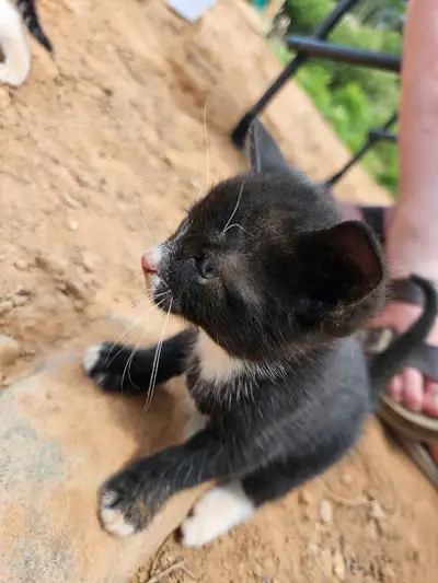 Kittens for sale, View more