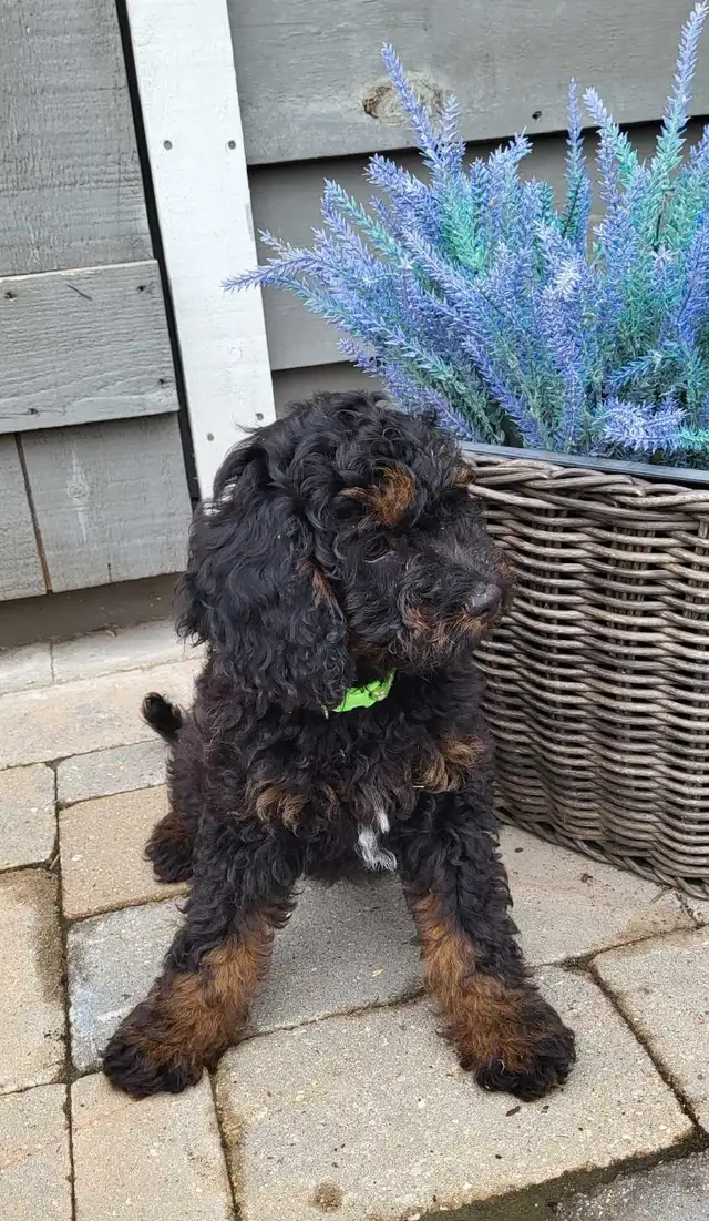 Adorable Cockapoo Puppies in Dogs & Puppies for Rehoming in Woodstock - Image 8