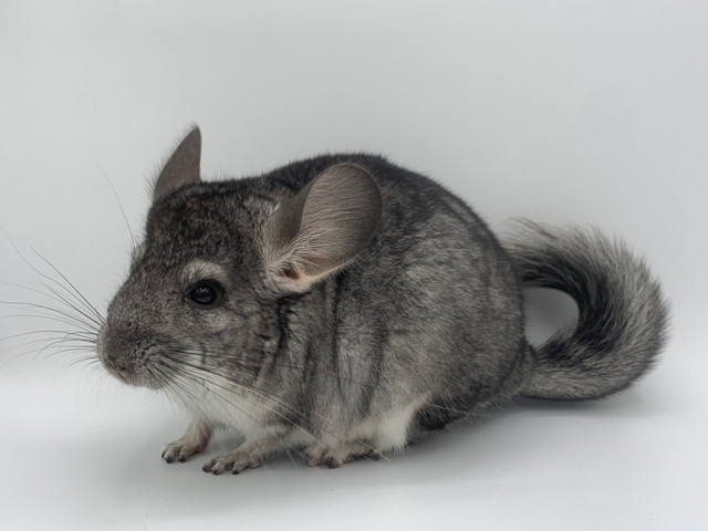 Young Male Chinchilla Dark Grey in Small Animals for Rehoming in Oshawa / Durham Region - Image 4