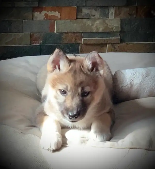 TAMASKAN(Ultimate Shepsky) in Dogs & Puppies for Rehoming in Edmonton - Image 6
